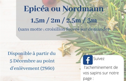RC Silly Roots and hope organise sa vente de sapin